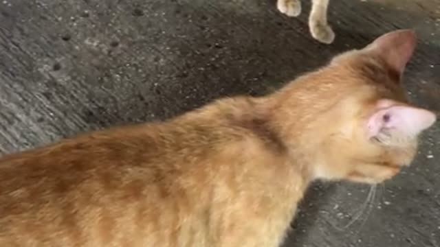 Cute cat at the market on Camotes Islands