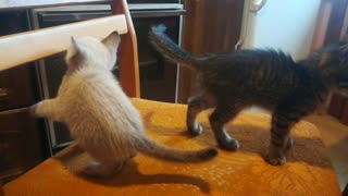 Cats come!
