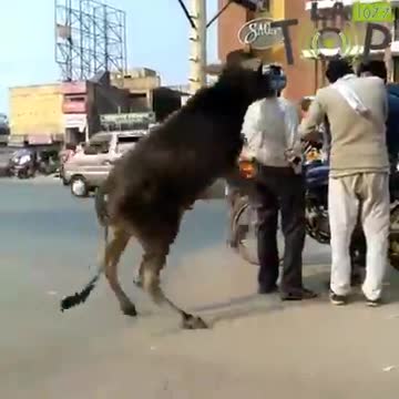 This is the good shot very smart cowboy.