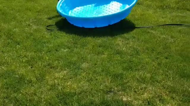 Black dog dragging blue plastic pool on yard