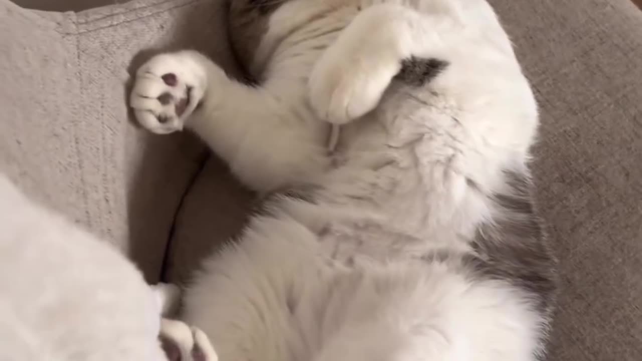 Cat snores like a human