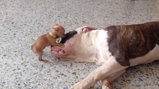 Tiny Chihuahua Puppy Adorably Teases Sleepy American Bulldog