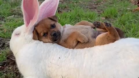 With your rabbit friend