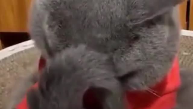 49- Cute, cute and happy as they should be #funny