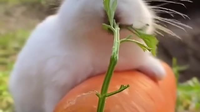 Cute Rabbit eating her favorite carrots.