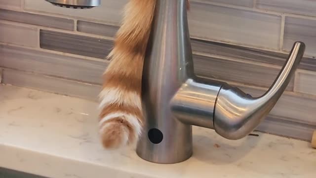 My cat thinks he got some super powers