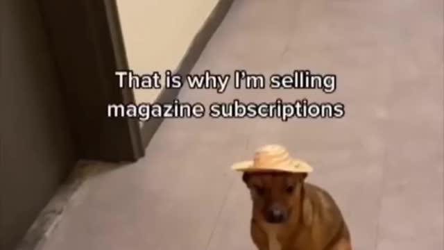 Do you like πΆ π pets βΊοΈ? Come here this is fun time π€ π