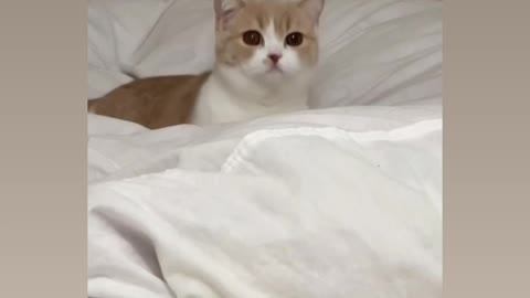 Most cute 🥰 cat