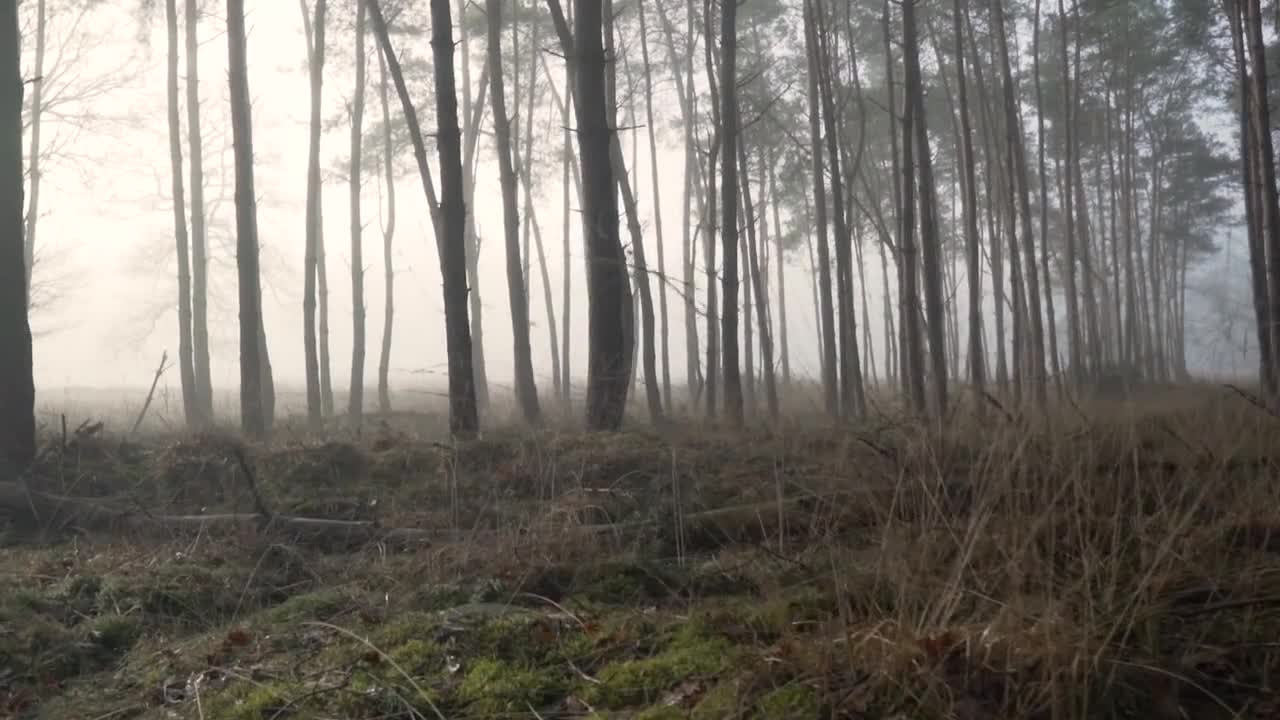 Refresh in Forest