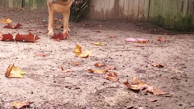 How to remove flea treatment