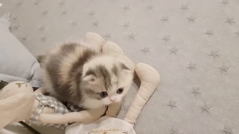 Cute kitten videos