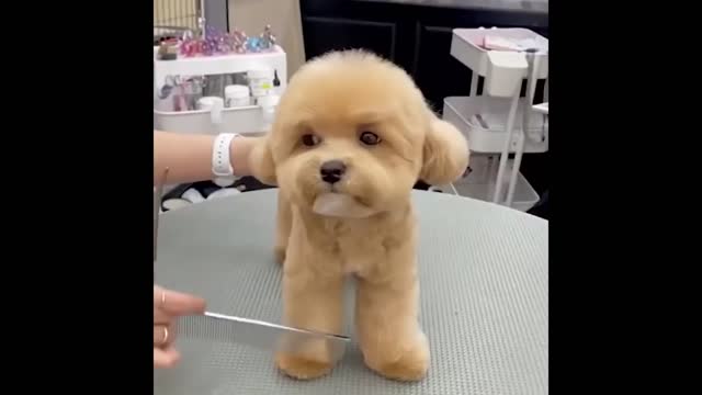 Cute and Funny Cat Dog
