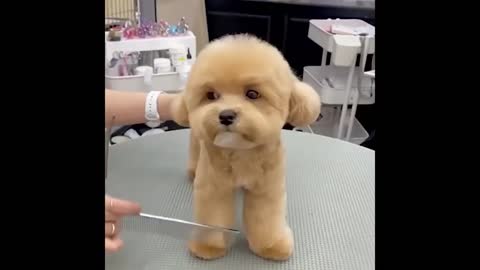 Cute and Funny Cat Dog