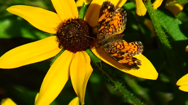 Painted Lady Butterflies