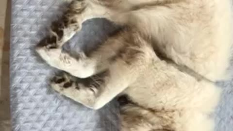 Wulfie in Dreamland
