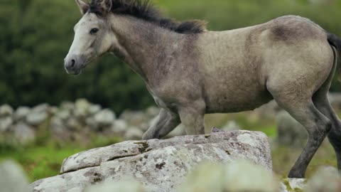 A horse wandering around the meadow plays and inhales the fresh air .