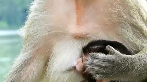 Little baby Monkey drink from her Mommy