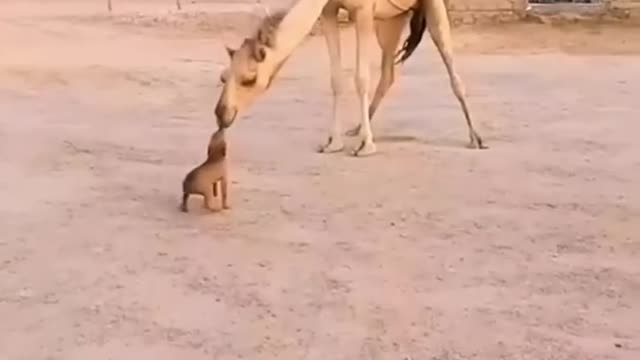 Dog and Camel