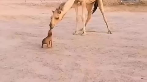 Dog and Camel
