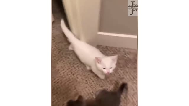 omg t 12 | funny cat funny | cat| status | funny animal | funny videos ...