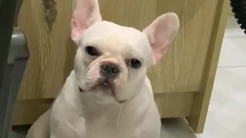 Cute appetite Pull Dog