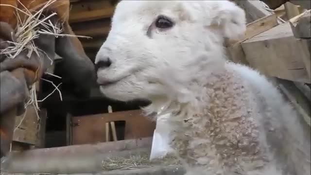 Baby Lamb Goes Baa - CUTEST Baby Lamb Compilation (2021)