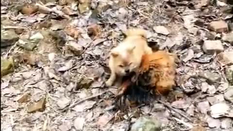 Chicken vs Dog fight- funny animal videos