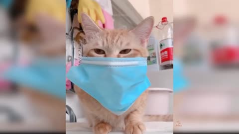 Baby Cats - Cute and Funny Cat Videos Compilation