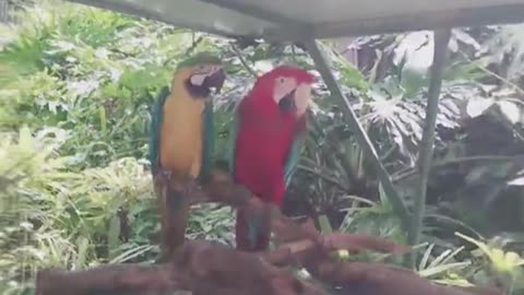 Two parrots are in love