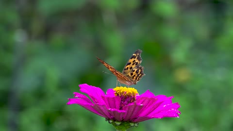 flower with butterfiy