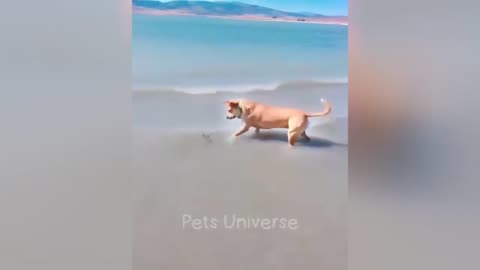 You laugh 🤣 you loose 😜 Funny animal part -2