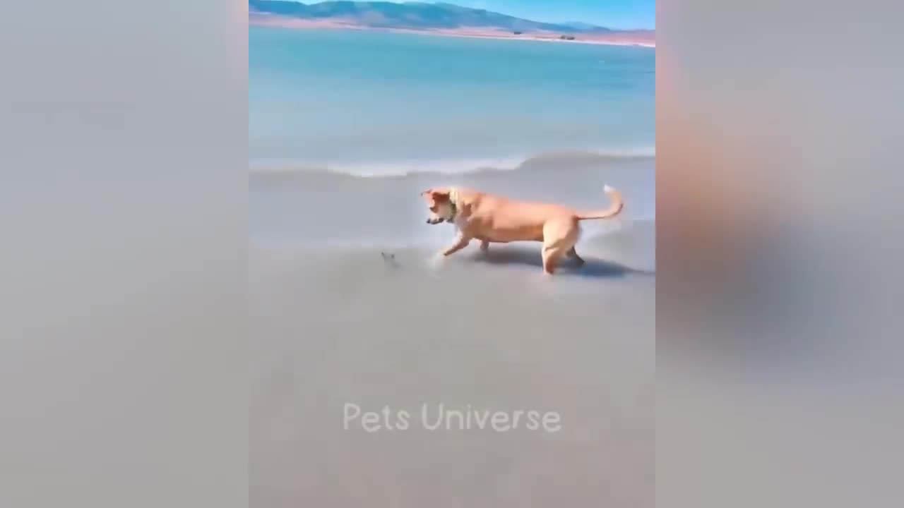 You laugh 🤣 you loose 😜 Funny animal part -2