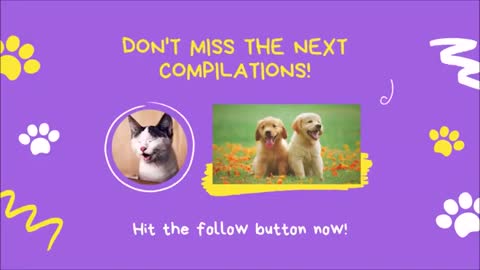 ✔Cute Pets And Funny Animals Compilation #05 - Cute love pets