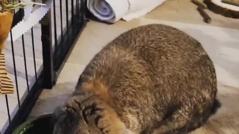 Feeding Bunny_(Part 10)