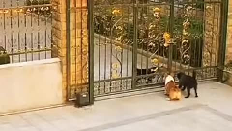 Dog scuffle