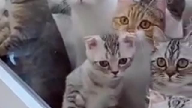 Best Funny cats and dogs