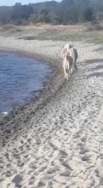 an ox and a cow are walking with their little calf by the lake