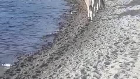 an ox and a cow are walking with their little calf by the lake