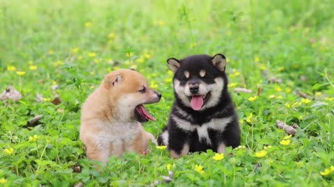 Sweeten by two shiba inu