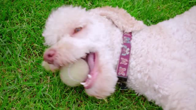 white poodle dog playing with ball on green grass closeup of white