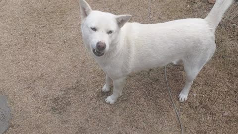 Korean Jindo Dog Cries to Go for a Walk