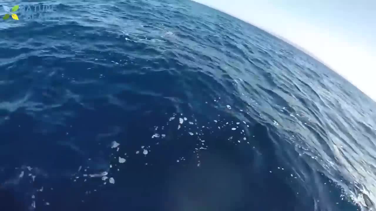 5 Big Fish Caught in The Sea are Recorded By Cameras - Amazing Fishing Skills, Catching Big Tuna