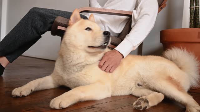 Man Sitting on Chair and Caressing his Dog