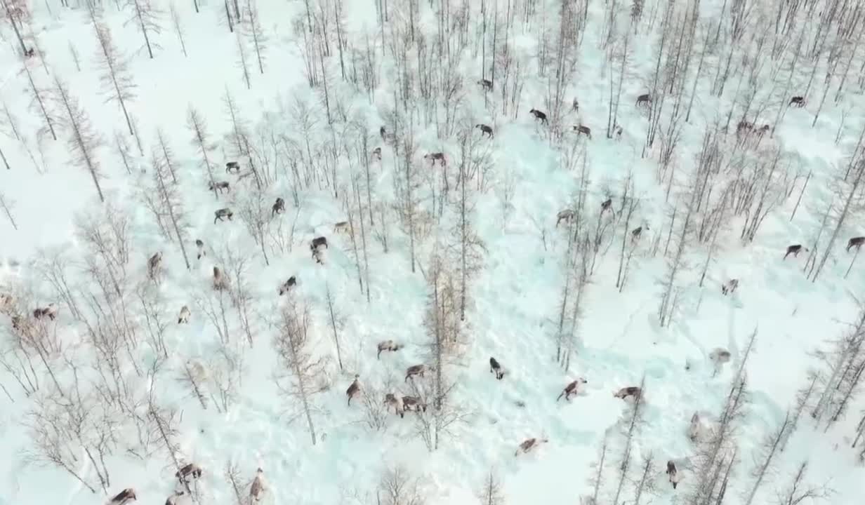 Deer in their natural habitat