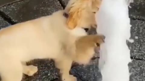 Cute and Funny Dog Plays with Water Fountain #Shorts