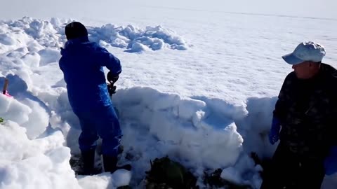 Sweet Vegetable under Snow Harvesting - Snow Vegetable Farm - Amazing Japan Agriculture Technology