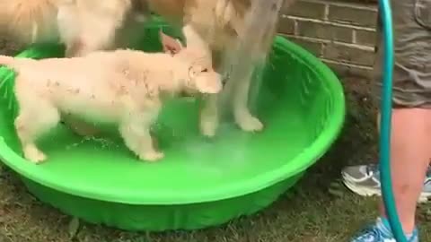 Baby Dog is enjoying bath