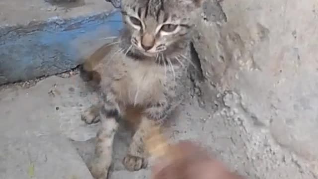 Enjoy with the little cat, see how much fun the cat is having