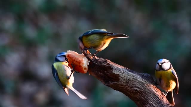 Nature birds 4k video