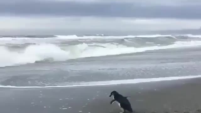 little adorable Penguin outside sea beach